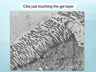 Cilia just touching the gel layer
 
