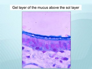 Gel layer of the mucus above the sol layer
 