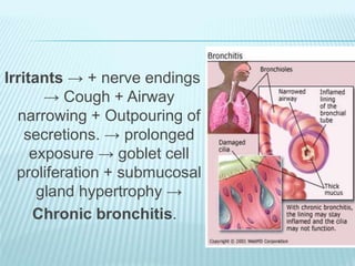 Irritants → + nerve endings
→ Cough + Airway
narrowing + Outpouring of
secretions. → prolonged
exposure → goblet cell
proliferation + submucosal
gland hypertrophy →
Chronic bronchitis.
 