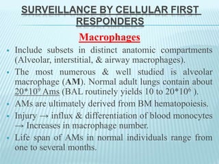 SURVEILLANCE BY CELLULAR FIRST
RESPONDERS
Macrophages
 Include subsets in distinct anatomic compartments
(Alveolar, interstitial, & airway macrophages).
 The most numerous & well studied is alveolar
macrophage (AM). Normal adult lungs contain about
20*109 Ams (BAL routinely yields 10 to 20*106 ).
 AMs are ultimately derived from BM hematopoiesis.
 Injury → influx & differentiation of blood monocytes
→ Increases in macrophage number.
 Life span of AMs in normal individuals range from
one to several months.
 