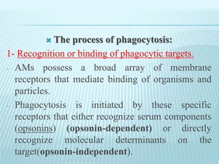  The process of phagocytosis:
1- Recognition or binding of phagocytic targets.
- AMs possess a broad array of membrane
receptors that mediate binding of organisms and
particles.
- Phagocytosis is initiated by these specific
receptors that either recognize serum components
(opsonins) (opsonin-dependent) or directly
recognize molecular determinants on the
target(opsonin-independent).
 