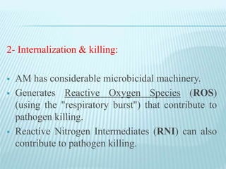 2- Internalization & killing:
 AM has considerable microbicidal machinery.
 Generates Reactive Oxygen Species (ROS)
(using the "respiratory burst") that contribute to
pathogen killing.
 Reactive Nitrogen Intermediates (RNI) can also
contribute to pathogen killing.
 
