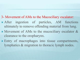 3- Movement of AMs to the Mucociliary escalator:
 After ingestion of particles, AM functions
ultimately to remove offending material from lung.
 Movement of AMs to the mucociliary escalator &
clearance to the oropharynx.
 Entry of macrophages into tissue compartments,
lymphatics & migration to thoracic lymph nodes.
 