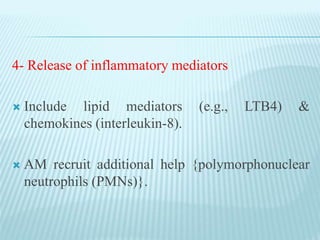 4- Release of inflammatory mediators
 Include lipid mediators (e.g., LTB4) &
chemokines (interleukin-8).
 AM recruit additional help {polymorphonuclear
neutrophils (PMNs)}.
 