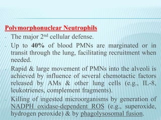 Polymorphonuclear Neutrophils
- The major 2nd cellular defense.
- Up to 40% of blood PMNs are marginated or in
transit through the lung, facilitating recruitment when
needed.
- Rapid & large movement of PMNs into the alveoli is
achieved by influence of several chemotactic factors
released by AMs & other lung cells (e.g., IL-8,
leukotrienes, complement fragments).
- Killing of ingested microorganisms by generation of
NADPH oxidase-dependent ROS (e.g., superoxide,
hydrogen peroxide) & by phagolysosomal fusion.
 