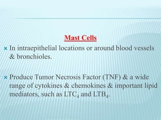 Mast Cells
 In intraepithelial locations or around blood vessels
& bronchioles.
 Produce Tumor Necrosis Factor (TNF) & a wide
range of cytokines & chemokines & important lipid
mediators, such as LTC4 and LTB4.
 
