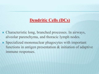 Dendritic Cells (DCs)
 Characteristic long, branched processes. In airways,
alveolar parenchyma, and thoracic lymph nodes.
 Specialized mononuclear phagocytes with important
functions in antigen presentation & initiation of adaptive
immune responses.
 