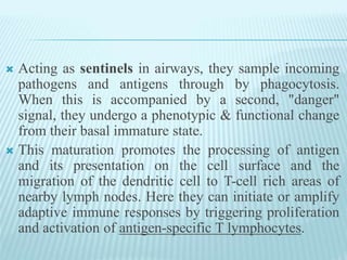  Acting as sentinels in airways, they sample incoming
pathogens and antigens through by phagocytosis.
When this is accompanied by a second, "danger"
signal, they undergo a phenotypic & functional change
from their basal immature state.
 This maturation promotes the processing of antigen
and its presentation on the cell surface and the
migration of the dendritic cell to T-cell rich areas of
nearby lymph nodes. Here they can initiate or amplify
adaptive immune responses by triggering proliferation
and activation of antigen-specific T lymphocytes.
 