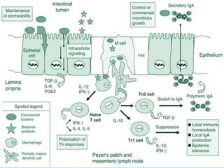 Pulmonary defense mechanisms