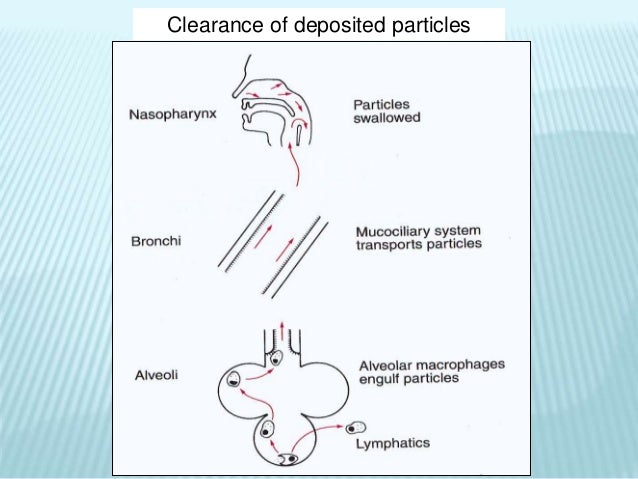 Pulmonary defense mechanisms