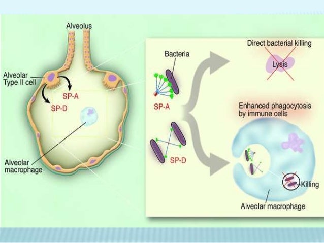 Pulmonary defense mechanisms