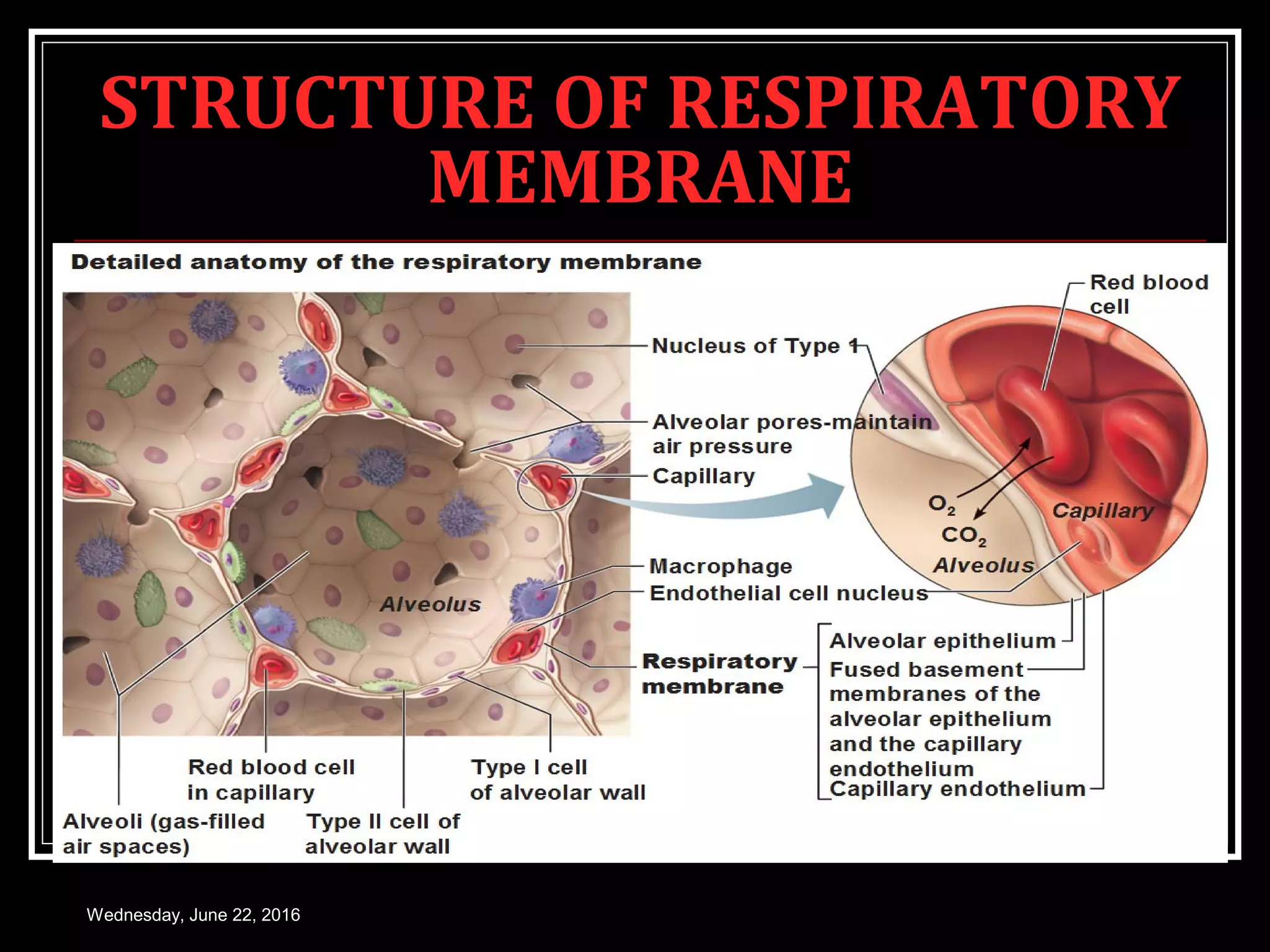 PULMONARY DIFFUSION | PPT