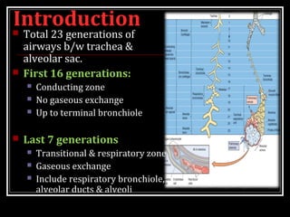 Introduction Total 23 generations of
airways b/w trachea &
alveolar sac.
 First 16 generations:
 Conducting zone
 No gaseous exchange
 Up to terminal bronchiole
 Last 7 generations
 Transitional & respiratory zone
 Gaseous exchange
 Include respiratory bronchiole,
alveolar ducts & alveoli
 