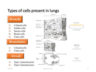Types of cells present in lungs
Bronchi
10
1) Ciliated cells
2) Goblet cells
3) Serous cells
4) Brush cells
5) Clara cells
1) Ciliated cells
2) Clara cells
Bronchioles
Alveoli
1) Type-1 pneumocytes
2) Type-2 pneumocytes
6/19/2016 Sagar kishor Savale
 