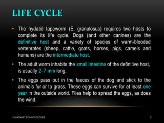 LIFE CYCLE
PULMONARY ECHINOCOCCOSIS 5
• The hydatid tapeworm (E. granulosus) requires two hosts to
complete its life cycle. Dogs (and other canines) are the
definitive host and a variety of species of warm-blooded
vertebrates (sheep, cattle, goats, horses, pigs, camels and
humans) are the intermediate host.
• The adult worm inhabits the small intestine of the definitive host,
is usually 2–7 mm long,
• The eggs pass out in the faeces of the dog and stick to the
animals fur or to grass. These eggs can survive for at least one
year in the outside world. Flies help to spread the eggs, as does
the wind.
 