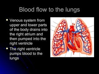 Blood flow to the lungsBlood flow to the lungs
 Venous system fromVenous system from
upper and lower partsupper and lower parts
of the body drains intoof the body drains into
the right atrium andthe right atrium and
then pumped into thethen pumped into the
right ventricleright ventricle
 The right ventricleThe right ventricle
pumps blood to thepumps blood to the
lungslungs
 