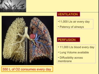 •11,000 Lts air every day
• Patency of airways
VENTILATION
PERFUSION
• 11,000 Lts blood every day
• Lung Volume available
• Diffusibility across
membrane
550 L of O2 consumes every day
 