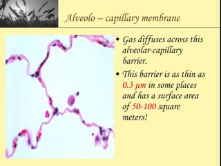 Alveolo – capillary membrane
• Gas diffuses across this
alveolar-capillary
barrier.
• This barrier is as thin as
0.3 μm in some places
and has a surface area
of 50-100 square
meters!
 