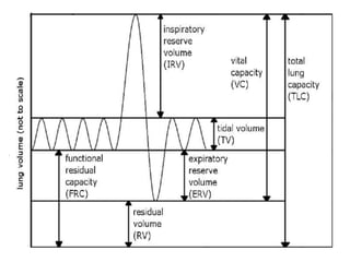 Lung Function Test Chart Pattern PULMONARY FUNCTION TEST.ppt