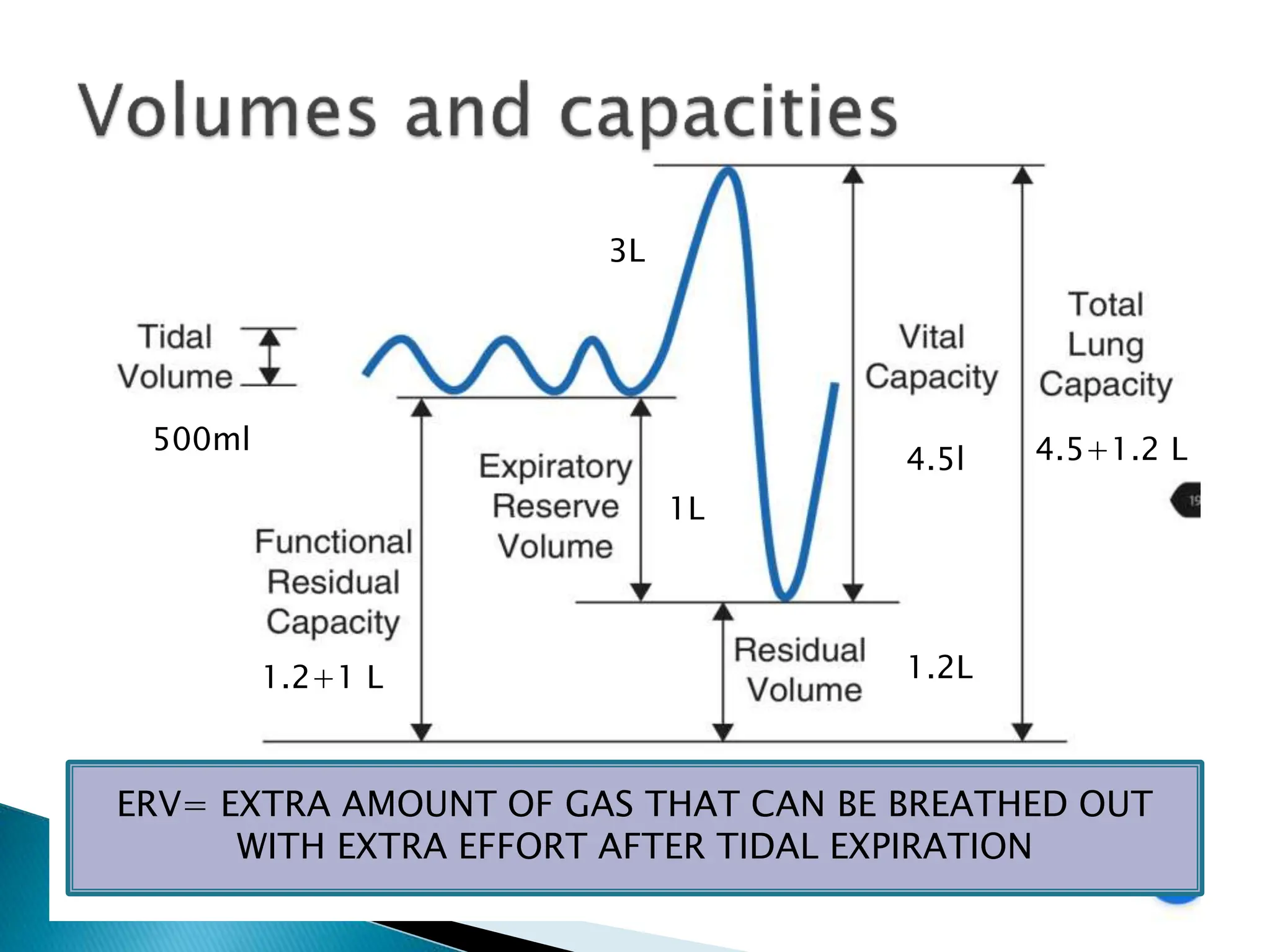 500ml
4.5l
1.2+1 L 1.2L
1L
4.5+1.2 L
3L
ERV= EXTRA AMOUNT OF GAS THAT CAN BE BREATHED OUT
WITH EXTRA EFFORT AFTER TIDAL EXPIRATION
 