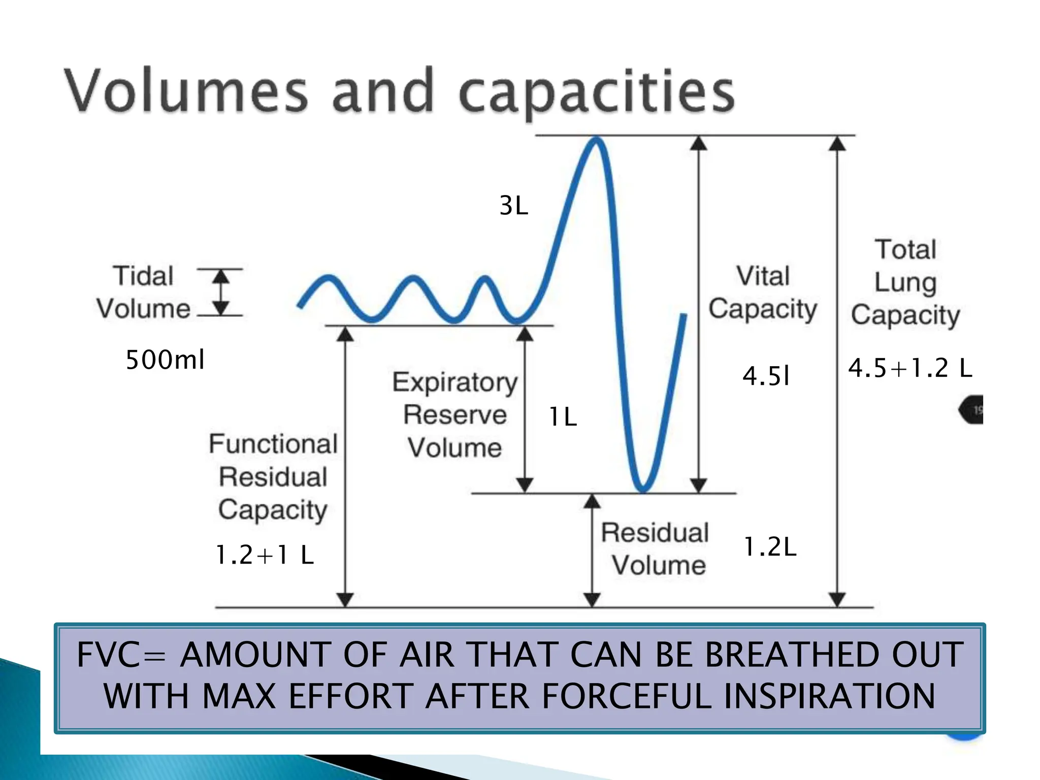 500ml
4.5l
1.2+1 L 1.2L
1L
4.5+1.2 L
3L
FVC= AMOUNT OF AIR THAT CAN BE BREATHED OUT
WITH MAX EFFORT AFTER FORCEFUL INSPIRATION
 