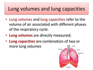 Lung volumes and lung capacities
• Lung volumes and lung capacities refer to the
volume of air associated with different phases
of the respiratory cycle.
• Lung volumes are directly measured;
• Lung capacities are combination of two or
more lung volumes
 