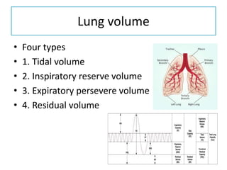 Lung volume
• Four types
• 1. Tidal volume
• 2. Inspiratory reserve volume
• 3. Expiratory persevere volume
• 4. Residual volume
 