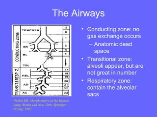 The Airways
• Conducting zone: no
gas exchange occurs
– Anatomic dead
space
• Transitional zone:
alveoli appear, but are
not great in number
• Respiratory zone:
contain the alveolar
sacs
Weibel ER: Morphometry of the Human
Lung. Berlin and New York: SpringerVerlag, 1963

 