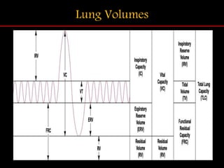 Lung Volumes
 