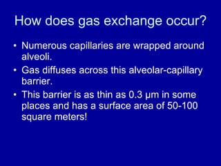 How does gas exchange occur? Numerous capillaries are wrapped around alveoli. Gas diffuses across this alveolar-capillary barrier. This barrier is as thin as 0.3  μ m in some places and has a surface area of 50-100 square meters! 
