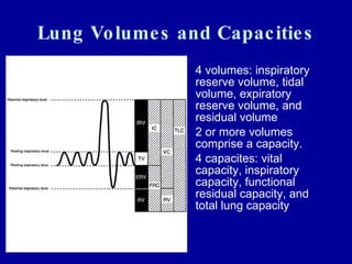 Lung Volumes and Capacities 4 volumes: inspiratory reserve volume, tidal volume, expiratory reserve volume, and residual volume 2 or more volumes comprise a capacity. 4 capacites: vital capacity, inspiratory capacity, functional residual capacity, and total lung capacity 