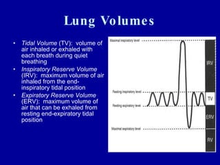 Lung Volumes Tidal Volume  (TV):  volume of air inhaled or exhaled with each breath during quiet breathing Inspiratory Reserve Volume  (IRV):  maximum volume of air inhaled from the end-inspiratory tidal position Expiratory Reserve Volume  (ERV):  maximum volume of air that can be exhaled from resting end-expiratory tidal position 