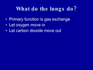 What do the lungs do? Primary function is gas exchange Let oxygen move in Let carbon dioxide move out 