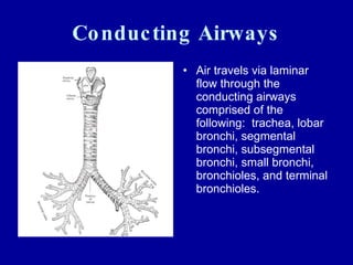 Conducting Airways Air travels via laminar flow through the conducting airways comprised of the following:  trachea, lobar bronchi, segmental bronchi, subsegmental bronchi, small bronchi, bronchioles, and terminal bronchioles. 