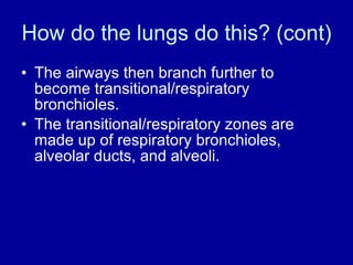 How do the lungs do this? (cont) The airways then branch further to become transitional/respiratory bronchioles. The transitional/respiratory zones are made up of respiratory bronchioles, alveolar ducts, and alveoli. 