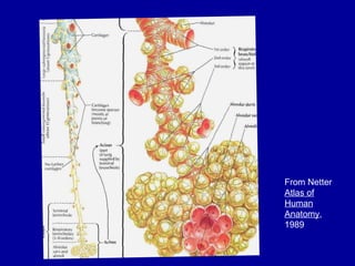 From Netter  Atlas of Human Anatomy , 1989 