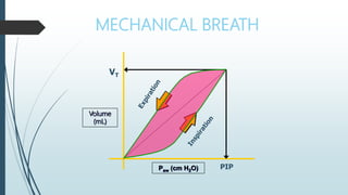 MECHANICAL BREATH
Volume
(mL)
PIP
VT
Paw (cm H2O)
 