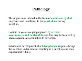 Pathology
• The organism is inhaled in the form of conidia or hyphal
fragments and transforms to the yeast phase during
infection.
• Conidia or yeasts are phagocytosed by alveolar
macrophages and neutrophils, and this may be followed by
haematogenous dissemination to any organ.
• Subsequent development of a T-lymphocyte response brings
the infection under control, resulting in a latent state in most
exposed individuals.
 