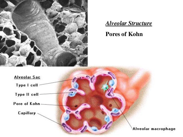 Alveolar Pores