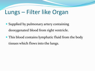 Lungs – Filter like Organ
 Supplied by pulmonary artery containing
deoxygenated blood from right ventricle.
 This blood contains lymphatic fluid from the body
tissues which flows into the lungs.
 