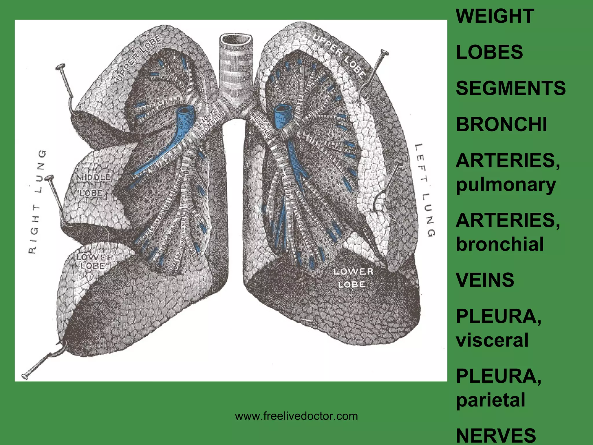 WEIGHT LOBES SEGMENTS BRONCHI ARTERIES, pulmonary ARTERIES, bronchial VEINS PLEURA, visceral PLEURA, parietal NERVES www.freelivedoctor.com 