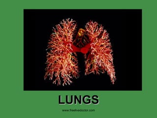 LUNGS www.freelivedoctor.com 
