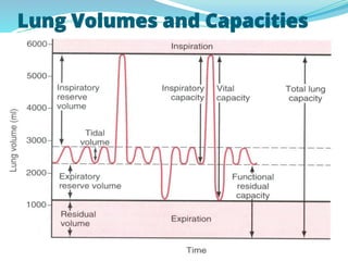 Lung Volumes and Capacities
 