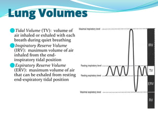 Lung Volumes
⚫Tidal Volume (TV): volume of
air inhaled or exhaled with each
breath during quiet breathing
⚫Inspiratory Reserve Volume
(IRV): maximum volume of air
inhaled from the end-
inspiratory tidal position
⚫Expiratory Reserve Volume
(ERV): maximum volume of air
that can be exhaled from resting
end-expiratory tidal position
 