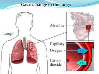 Gas exchange in the lungs
 