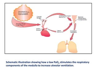 Pulmonary physiology in health part i | PPTX