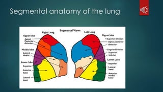 Segmental anatomy of the lung
 