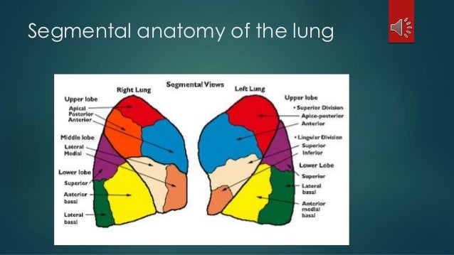 Pulmonary resection