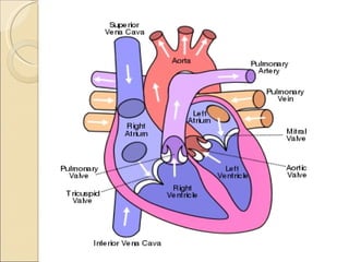 Pulmonary & systemic circulation