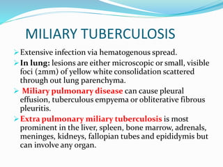MILIARY TUBERCULOSIS
Extensive infection via hematogenous spread.
In lung: lesions are either microscopic or small, visible
foci (2mm) of yellow white consolidation scattered
through out lung parenchyma.
 Miliary pulmonary disease can cause pleural
effusion, tuberculous empyema or obliterative fibrous
pleuritis.
Extra pulmonary miliary tuberculosis is most
prominent in the liver, spleen, bone marrow, adrenals,
meninges, kidneys, fallopian tubes and epididymis but
can involve any organ.
 